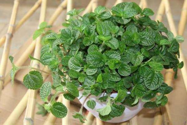 吸毒草種子市場價格多少錢一斤 吸毒草的品種