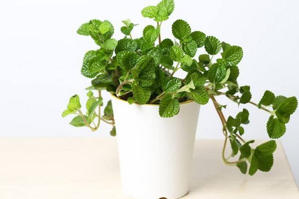 吸毒草怎么養(yǎng) 吸毒草養(yǎng)殖方法與注意事項