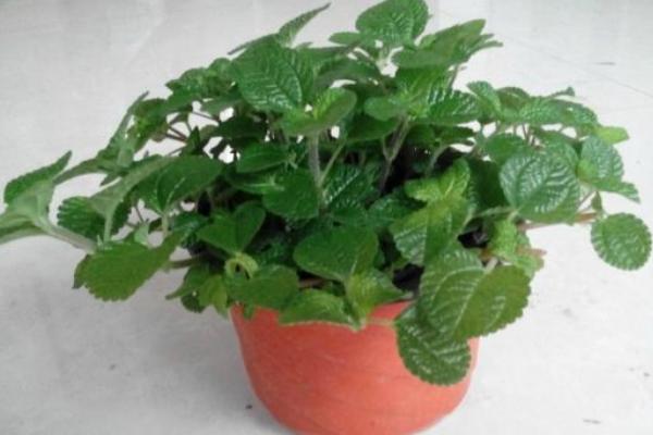 吸毒草怎么養(yǎng) 吸毒草養(yǎng)殖方法與注意事項