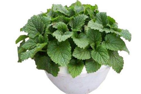 吸毒草怎么養(yǎng) 吸毒草養(yǎng)殖方法與注意事項