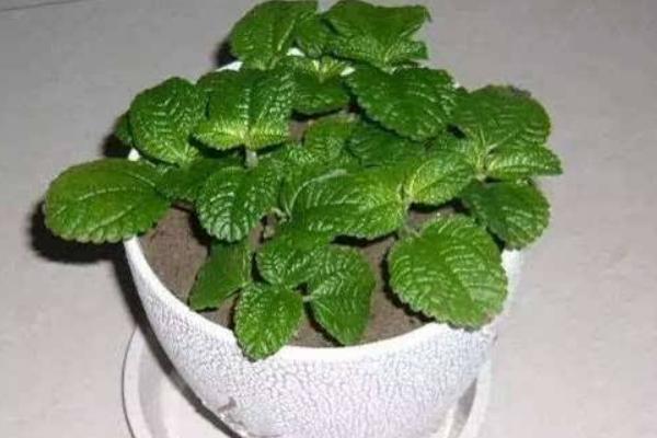 吸毒草怎么養(yǎng) 吸毒草養(yǎng)殖方法與注意事項