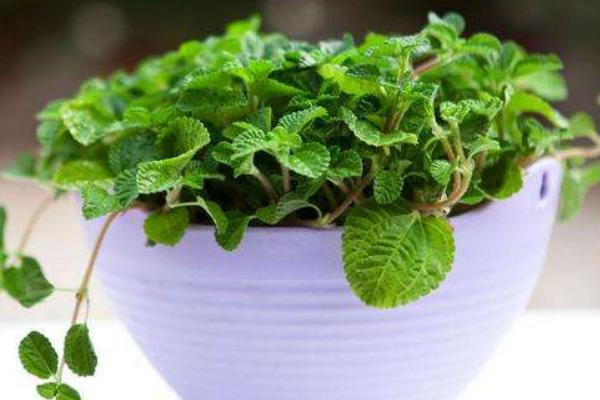 吸毒草怎么養(yǎng) 吸毒草養(yǎng)殖方法與注意事項