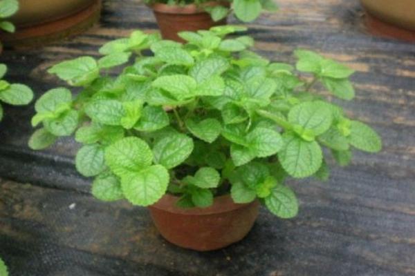 吸毒草怎么養(yǎng) 吸毒草養(yǎng)殖方法與注意事項