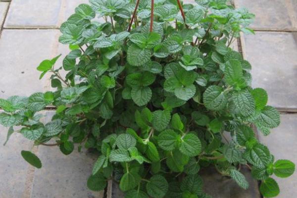 吸毒草有毒嗎 吸毒草能放在室內(nèi)臥室嗎