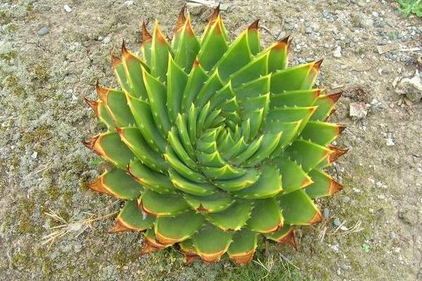 蘆薈女王怎么養(yǎng) 蘆薈女王養(yǎng)殖方法與注意事項(xiàng)