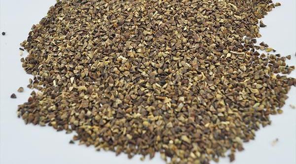 貝殼花種子市場價格多少錢一斤 貝殼花種子的種植方法