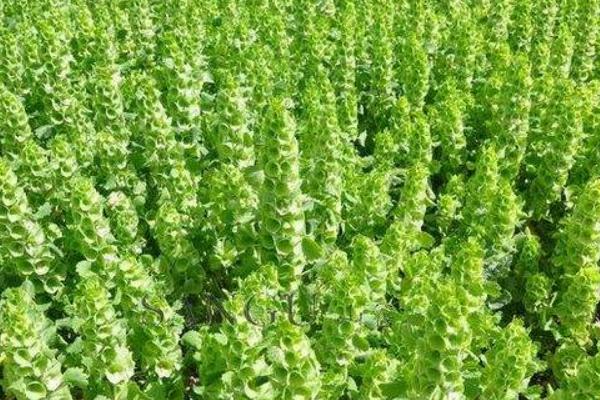 貝殼花種子市場價格多少錢一斤 貝殼花種子的種植方法