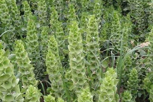 貝殼花種子市場價格多少錢一斤 貝殼花種子的種植方法