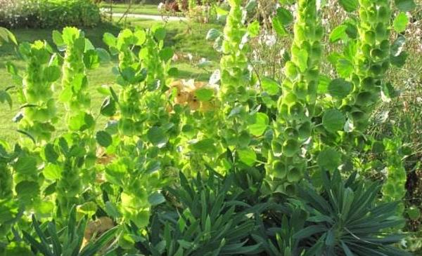 貝殼花種子市場價格多少錢一斤 貝殼花種子的種植方法