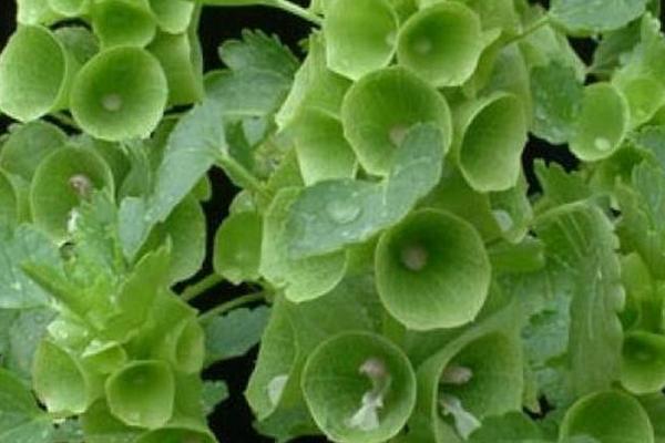 貝殼花種子市場價格多少錢一斤 貝殼花種子的種植方法