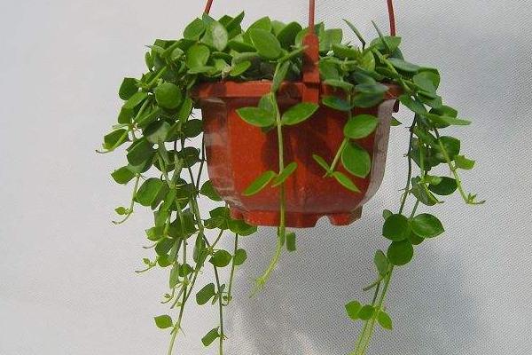 串錢藤好養(yǎng)嗎 串錢藤適合在室內(nèi)養(yǎng)殖嗎