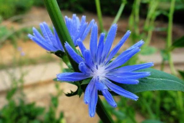 菊苣產地在哪里 菊苣的繁殖方法