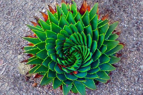 蘆薈女王幾年開始旋轉(zhuǎn) 蘆薈女王播種繁殖