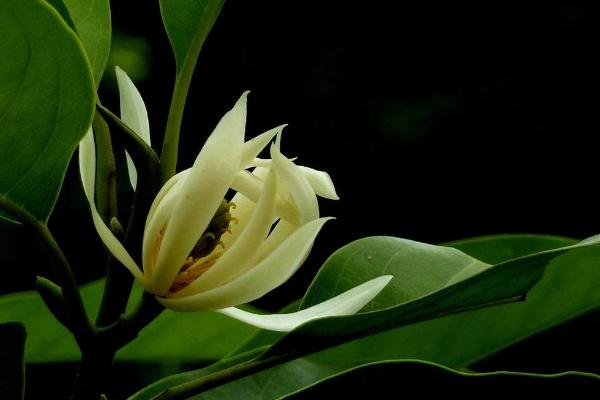 白蘭花葉子發黃怎么辦 白蘭花爛根的處理方法