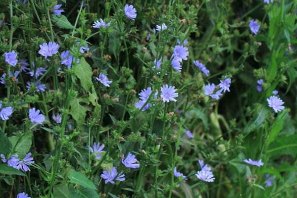菊苣怎么種 菊苣種植方法與注意事項