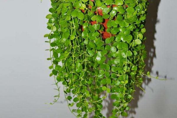 串錢藤好養(yǎng)嗎 串錢藤適合在室內(nèi)養(yǎng)殖嗎