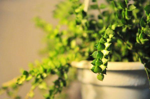 串錢藤好養(yǎng)嗎 串錢藤適合在室內(nèi)養(yǎng)殖嗎