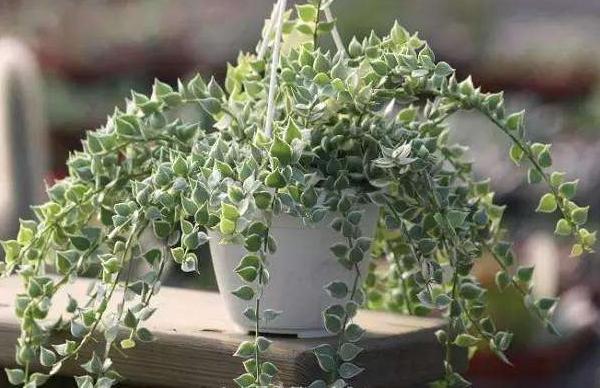 串錢藤好養(yǎng)嗎 串錢藤適合在室內(nèi)養(yǎng)殖嗎