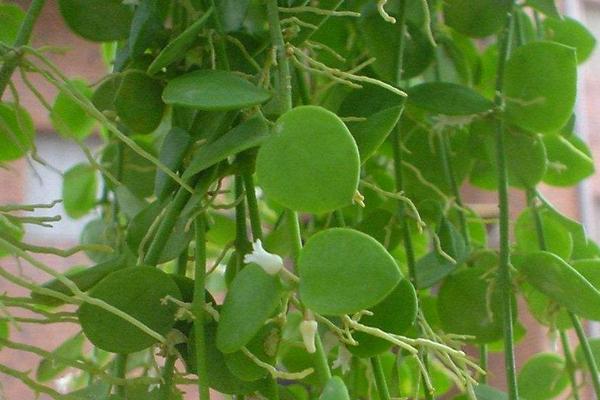 串錢藤好養(yǎng)嗎 串錢藤適合在室內(nèi)養(yǎng)殖嗎