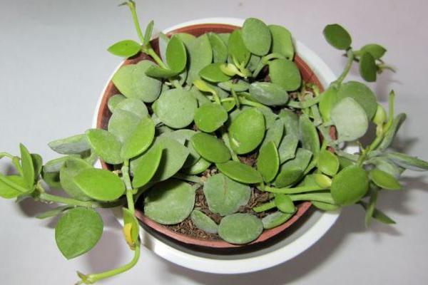 串錢藤好養(yǎng)嗎 串錢藤適合在室內(nèi)養(yǎng)殖嗎