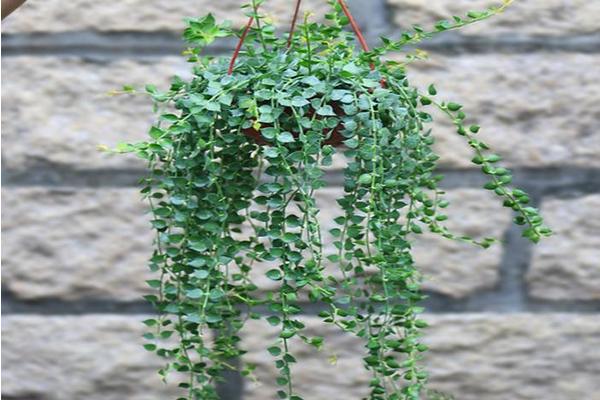 串錢藤與百萬心的區(qū)別是什么 串錢藤扦插的方法