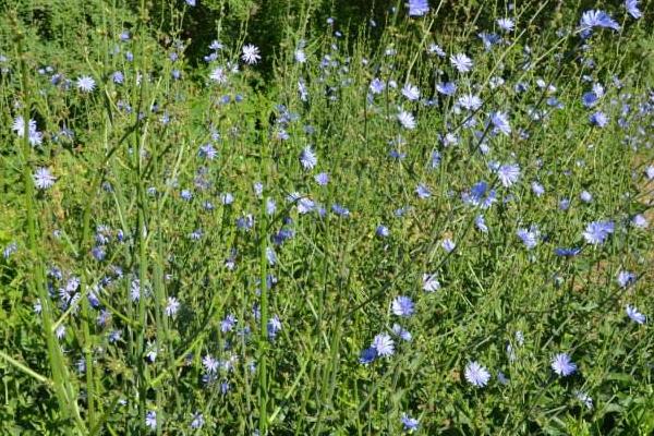 菊苣怎么種 菊苣種植方法與注意事項