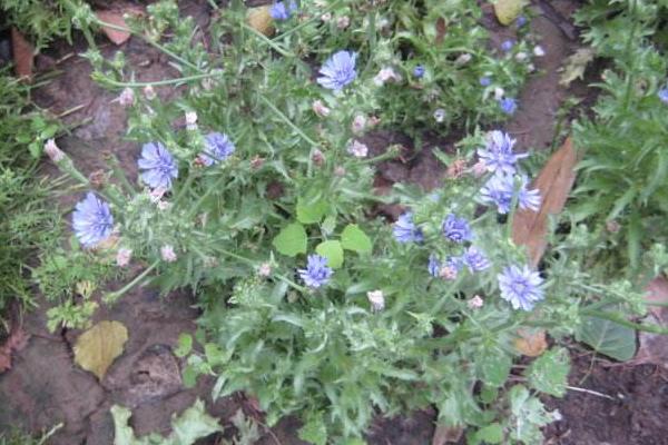 菊苣怎么種 菊苣種植方法與注意事項