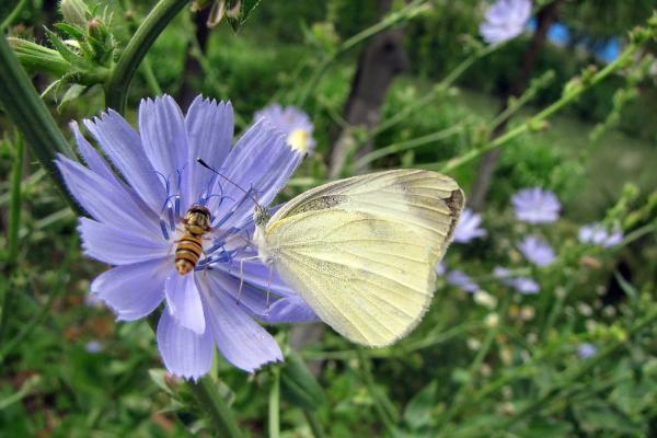 菊苣怎么種 菊苣種植方法與注意事項