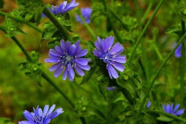 菊苣怎么種 菊苣種植方法與注意事項