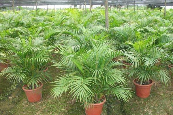 散尾葵有毒嗎 散尾葵能放在室內臥室嗎