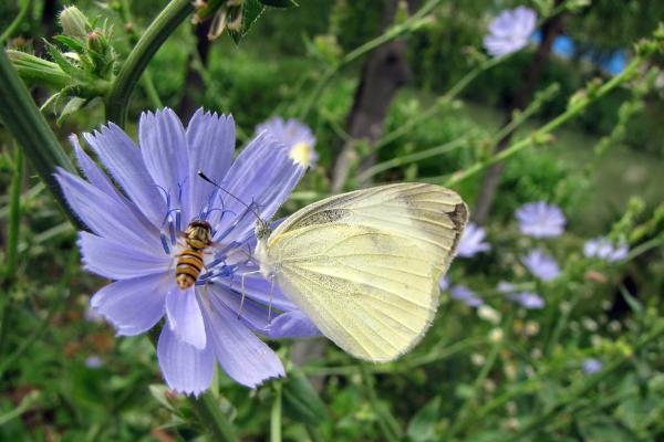 菊苣種子市場價格多少錢一斤 菊苣如何播種