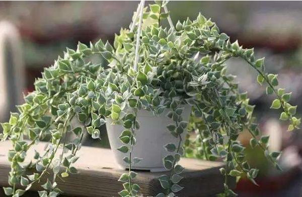 串錢藤與百萬心的區別是什么 串錢藤扦插的方法