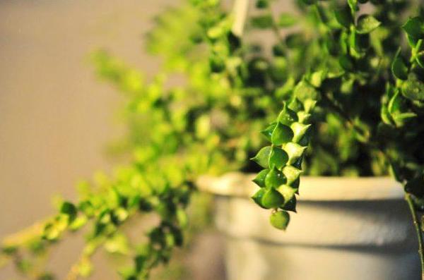 串錢藤與百萬心的區別是什么 串錢藤扦插的方法