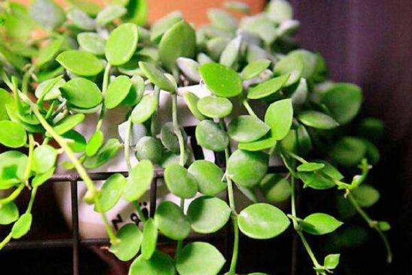 串錢藤與百萬心的區別是什么 串錢藤扦插的方法