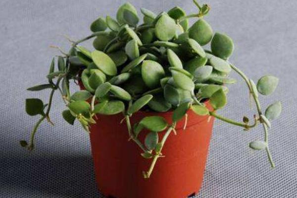 串錢藤與百萬心的區別是什么 串錢藤扦插的方法