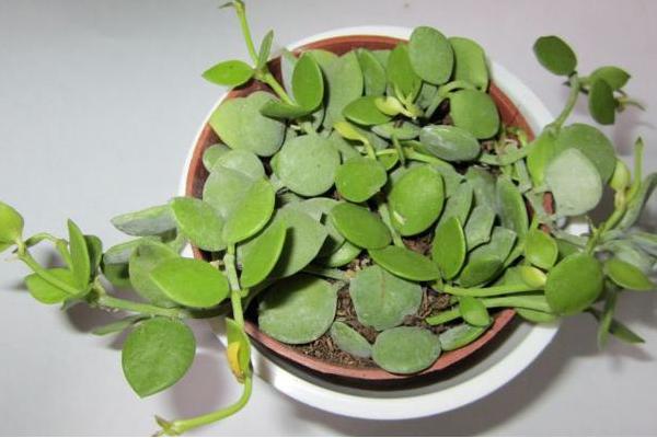 串錢藤與百萬心的區別是什么 串錢藤扦插的方法