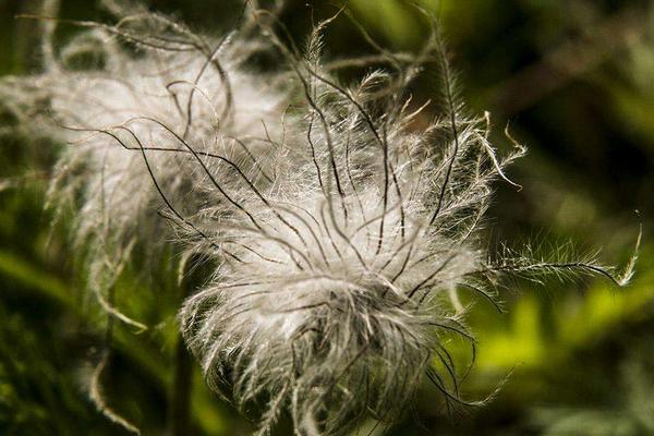 白頭翁種子市場價格多少錢一斤 白頭翁種子的種植方法