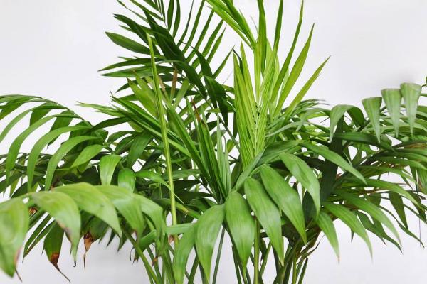 散尾葵市場價格多少錢一盆 散尾葵的養殖方法和注意事項