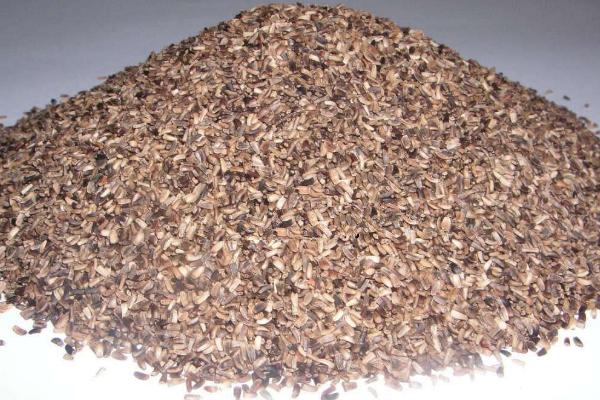 菊苣種子市場價格多少錢一斤 菊苣如何播種