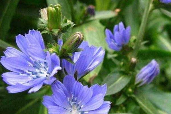 菊苣種子市場價格多少錢一斤 菊苣如何播種