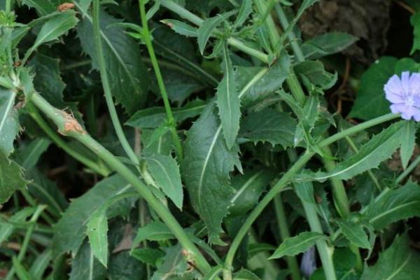 菊苣種子市場價格多少錢一斤 菊苣如何播種