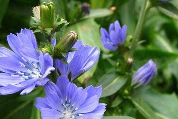 菊苣種子市場價格多少錢一斤 菊苣如何播種