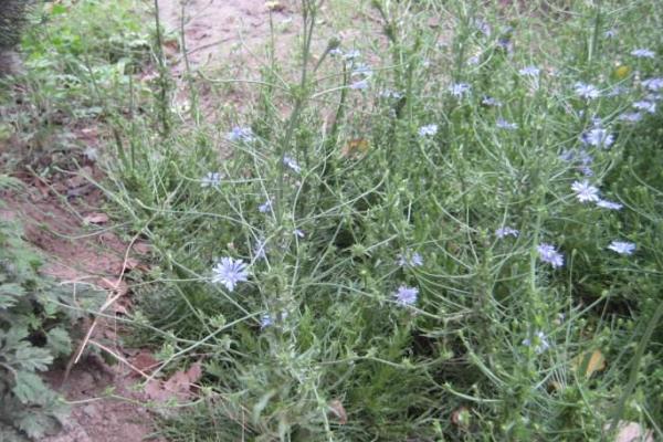 菊苣種子市場價格多少錢一斤 菊苣如何播種