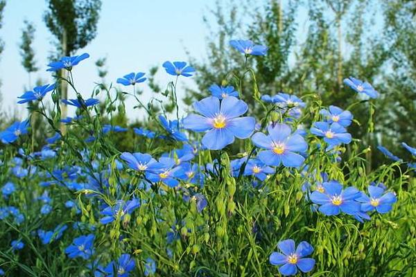 藍亞麻怎么種 藍亞麻種植方法與注意事項