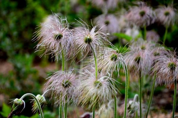白頭翁種子市場價格多少錢一斤 白頭翁種子的種植方法