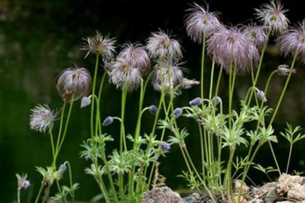 白頭翁種子市場價格多少錢一斤 白頭翁種子的種植方法