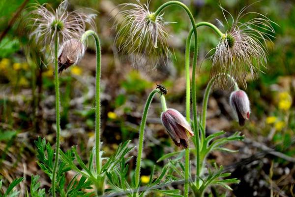 白頭翁種子市場價格多少錢一斤 白頭翁種子的種植方法