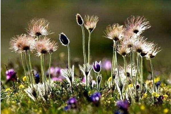 白頭翁種子市場價格多少錢一斤 白頭翁種子的種植方法