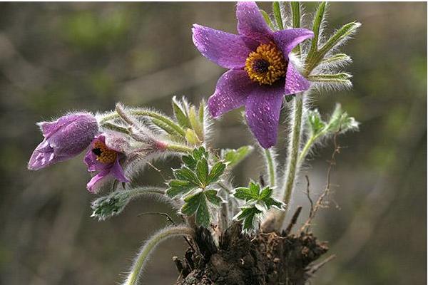 白頭翁花圖片大全 白頭翁花語及寓意
