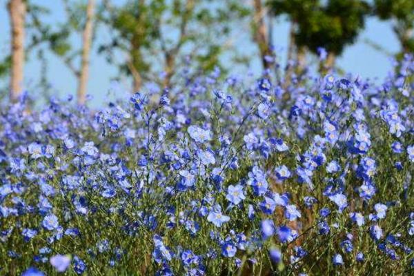 藍亞麻怎么種 藍亞麻種植方法與注意事項